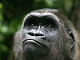 Online gorilla puslespill