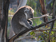 Online koala puslespill for barn