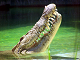 Vanskelig krokodille puslespill