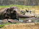 Legg Elefant puslespill