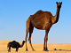 Online kamel puslespill for barn