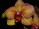 Online orkide puslespill for barn
