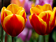 Online tulipan lett puslespill gratis